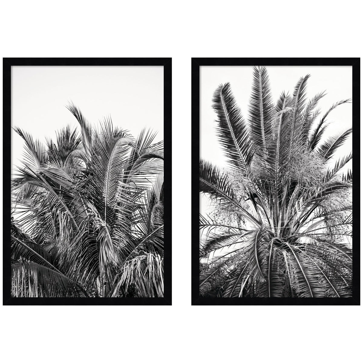 Palm No. 13 & 15 2 Piece Framed Wall Art Print Set by Alicia Bock